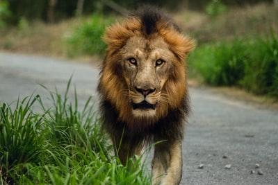 狮子走在路
